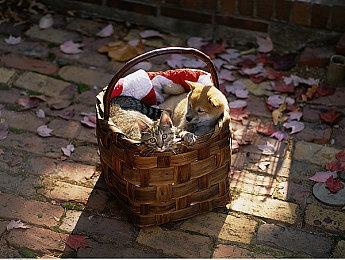 卡普空提醒：《生化危机4：重制版》有严重性bug待修复